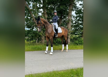 Oldenburgo, Caballo castrado, 3 años, 176 cm, Castaño