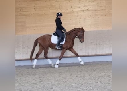Oldenburgo, Caballo castrado, 3 años, Alazán