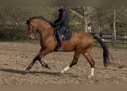 Oldenburgo, Caballo castrado, 3 años, Castaño