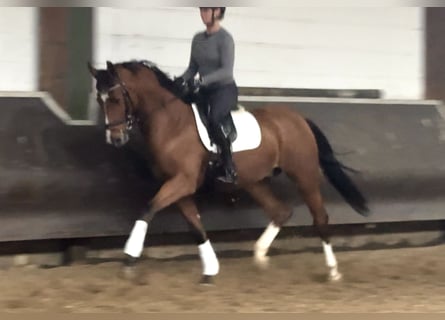 Oldenburgo, Caballo castrado, 3 años, Castaño