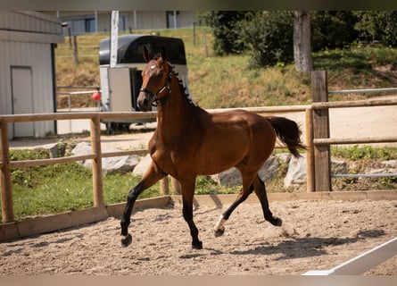 Oldenburgo, Caballo castrado, 3 años, Castaño