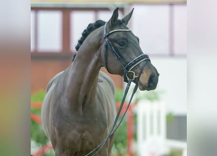 Oldenburgo, Caballo castrado, 3 años, Castaño oscuro