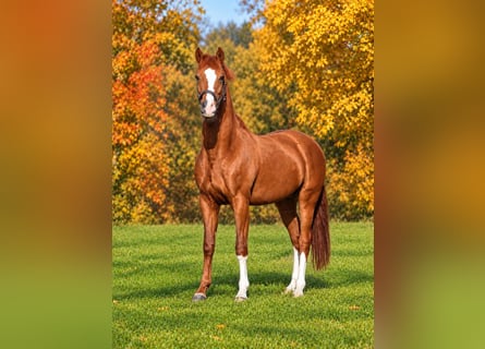 Oldenburgo, Caballo castrado, 4 años, 162 cm, Alazán