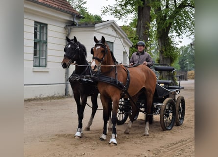 Oldenburgo, Caballo castrado, 4 años, 162 cm, Castaño oscuro