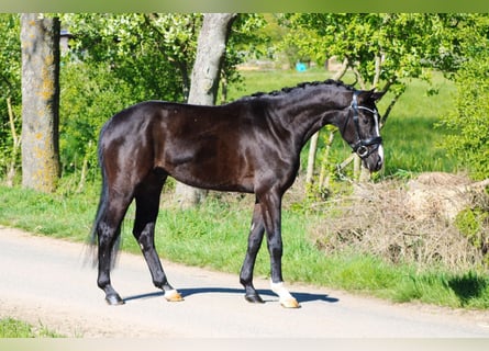 Oldenburgo, Caballo castrado, 4 años, 162 cm, Negro