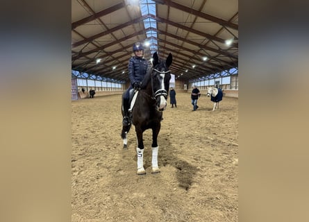 Oldenburgo, Caballo castrado, 4 años, 163 cm, Negro