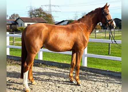 Oldenburgo, Caballo castrado, 4 años, 164 cm, Alazán