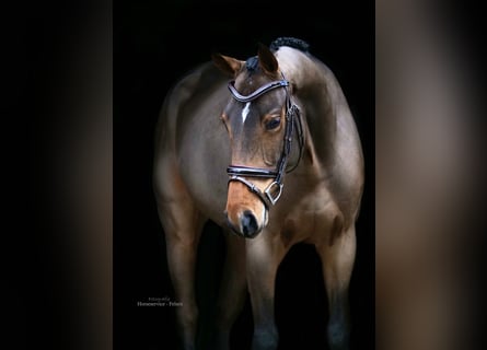 Oldenburgo, Caballo castrado, 4 años, 164 cm, Castaño