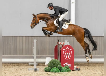 Oldenburgo, Caballo castrado, 4 años, 164 cm, Castaño