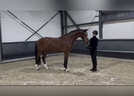 Oldenburgo, Caballo castrado, 4 años, 165 cm, Castaño
