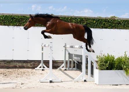 Oldenburgo, Caballo castrado, 4 años, 165 cm, Castaño