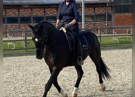 Oldenburgo, Caballo castrado, 4 años, 165 cm, Negro