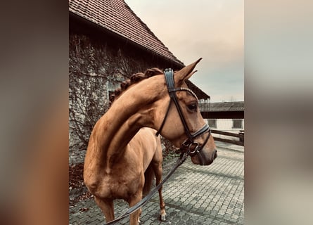 Oldenburgo, Caballo castrado, 4 años, 166 cm, Alazán
