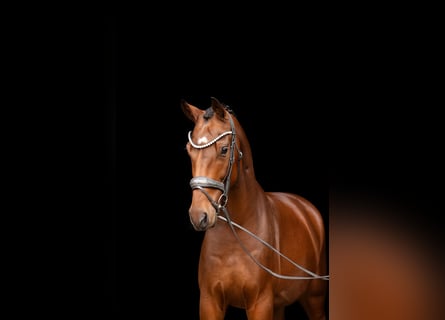 Oldenburgo, Caballo castrado, 4 años, 166 cm, Castaño