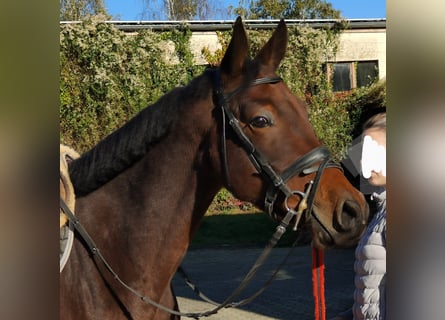 Oldenburgo, Caballo castrado, 4 años, 166 cm, Castaño oscuro