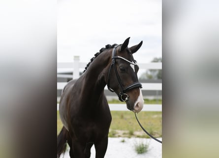 Oldenburgo, Caballo castrado, 4 años, 166 cm, Castaño oscuro