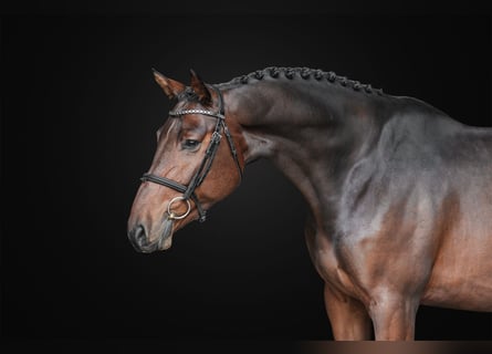 Oldenburgo, Caballo castrado, 4 años, 166 cm, Castaño oscuro
