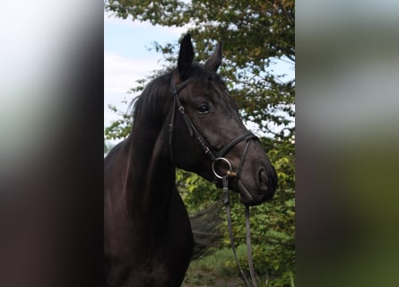 Oldenburgo, Caballo castrado, 4 años, 166 cm, Morcillo