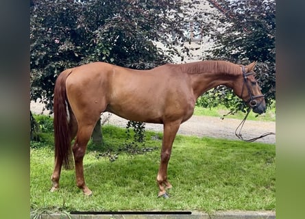 Oldenburgo, Caballo castrado, 4 años, 167 cm, Alazán