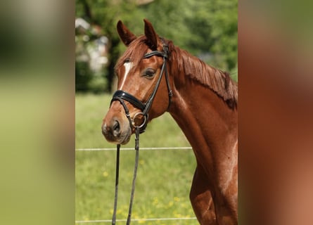 Oldenburgo, Caballo castrado, 4 años, 167 cm, Alazán