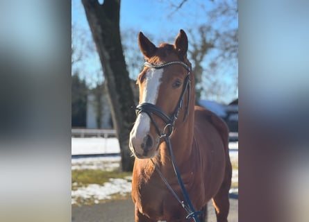 Oldenburgo, Caballo castrado, 4 años, 167 cm, Alazán