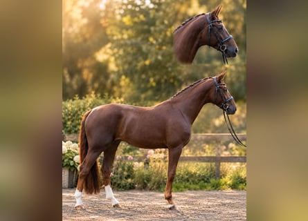 Oldenburgo, Caballo castrado, 4 años, 167 cm, Alazán-tostado