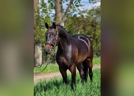 Oldenburgo, Caballo castrado, 4 años, 167 cm, Castaño