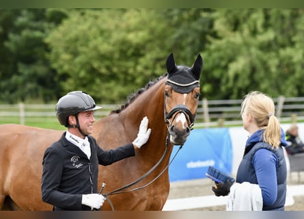 Oldenburgo, Caballo castrado, 4 años, 167 cm, Castaño