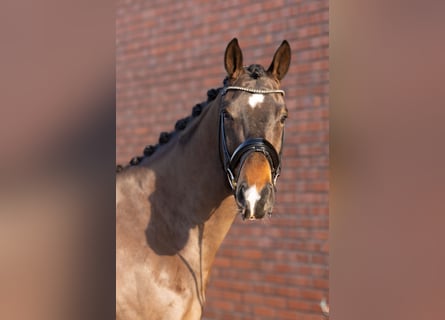 Oldenburgo, Caballo castrado, 4 años, 167 cm, Castaño oscuro