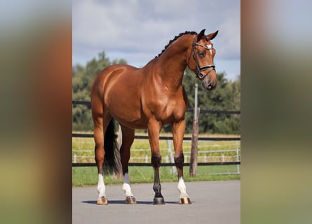 Oldenburgo, Caballo castrado, 4 años, 167 cm, Castaño rojizo