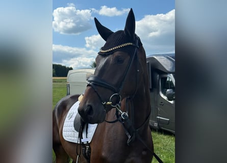 Oldenburgo, Caballo castrado, 4 años, 167 cm, Morcillo