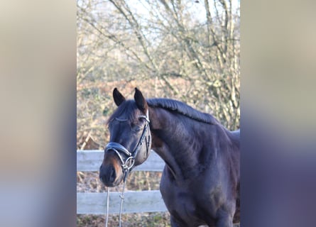 Oldenburgo, Caballo castrado, 4 años, 167 cm, Morcillo