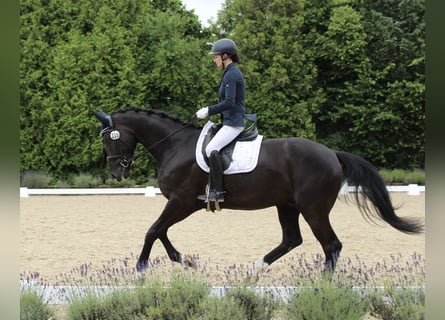 Oldenburgo, Caballo castrado, 4 años, 167 cm, Negro