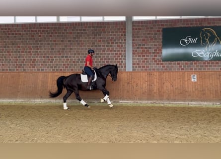 Oldenburgo, Caballo castrado, 4 años, 167 cm, Negro