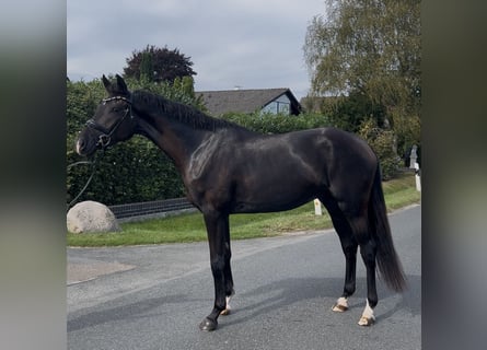 Oldenburgo, Caballo castrado, 4 años, 168 cm