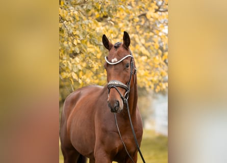 Oldenburgo, Caballo castrado, 4 años, 168 cm, Castaño