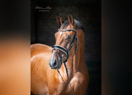 Oldenburgo, Caballo castrado, 4 años, 168 cm, Castaño