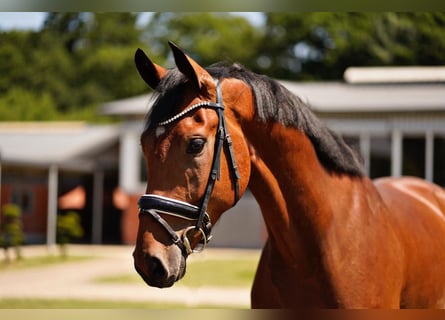 Oldenburgo, Caballo castrado, 4 años, 168 cm, Castaño