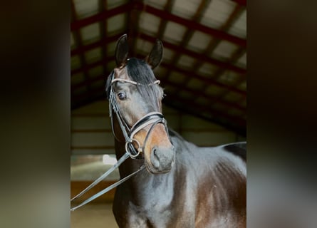 Oldenburgo, Caballo castrado, 4 años, 168 cm, Castaño