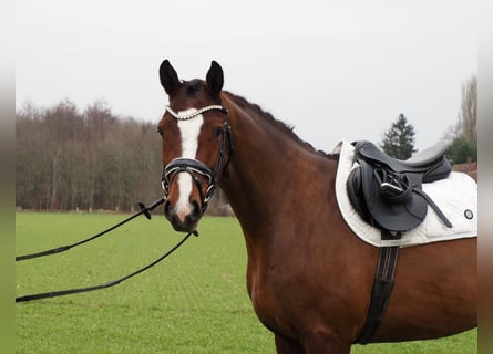 Oldenburgo, Caballo castrado, 4 años, 168 cm, Castaño