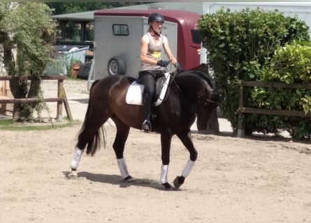 Oldenburgo, Caballo castrado, 4 años, 168 cm, Castaño oscuro