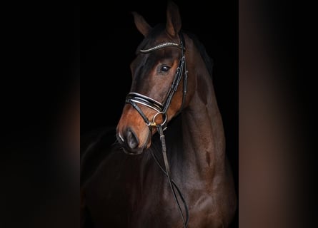Oldenburgo, Caballo castrado, 4 años, 168 cm, Castaño oscuro