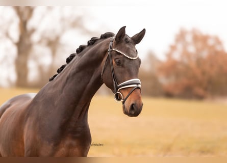 Oldenburgo, Caballo castrado, 4 años, 168 cm, Castaño oscuro