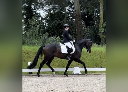 Oldenburgo, Caballo castrado, 4 años, 168 cm, Castaño oscuro