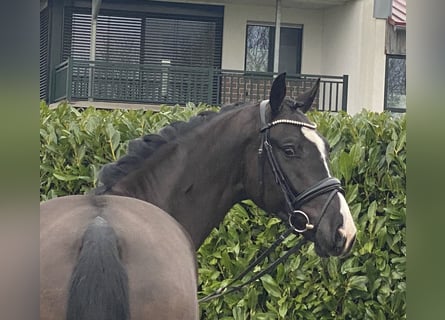 Oldenburgo, Caballo castrado, 4 años, 168 cm, Negro