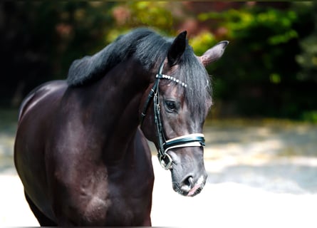 Oldenburgo, Caballo castrado, 4 años, 168 cm, Negro