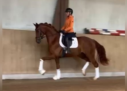 Oldenburgo, Caballo castrado, 4 años, 169 cm, Alazán