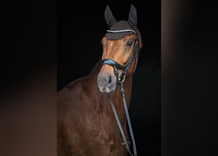 Oldenburgo, Caballo castrado, 4 años, 169 cm, Alazán