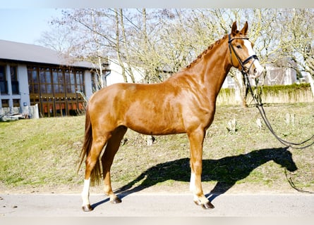 Oldenburgo, Caballo castrado, 4 años, 169 cm, Alazán