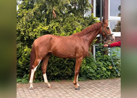 Oldenburgo, Caballo castrado, 4 años, 169 cm, Alazán-tostado